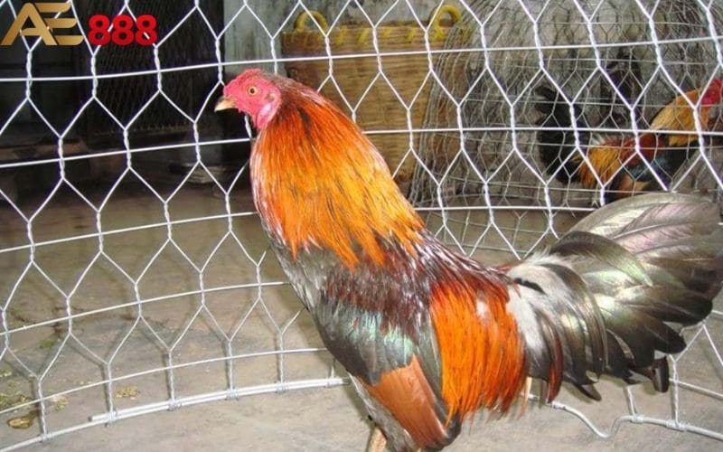 3 Cách Vô Mồi Cho Gà Đá Hiệu Quả Được Sử Dụng Nhiều