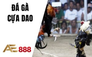 Đá Gà AE888 - Sân Chơi Đá Gà Trực Tuyến Ăn Tiền Thật Uy Tín