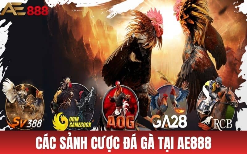 Đá Gà AE888 - Sân Chơi Đá Gà Trực Tuyến Ăn Tiền Thật Uy Tín Đá Gà AE888 - Sân Chơi Đá Gà Trực Tuyến Ăn Tiền Thật Uy Tín