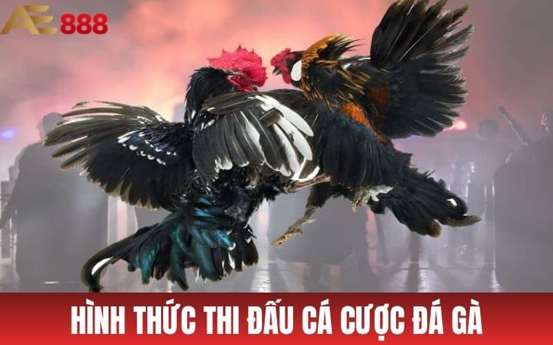 Đá Gà AE888 - Sân Chơi Đá Gà Trực Tuyến Ăn Tiền Thật Uy Tín Đá Gà AE888 - Sân Chơi Đá Gà Trực Tuyến Ăn Tiền Thật Uy Tín