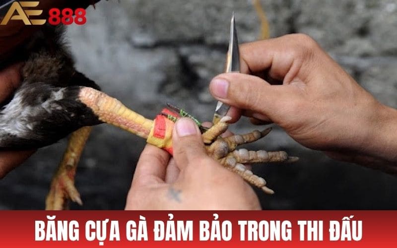Cách Băng Cựa Gà Cực Chuẩn Dành Cho Sư Kê Cách Băng Cựa Gà Cực Chuẩn Dành Cho Sư Kê