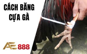 Đá Gà AE888 - Sân Chơi Đá Gà Trực Tuyến Ăn Tiền Thật Uy Tín