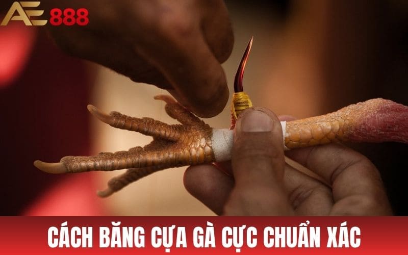 Cách Băng Cựa Gà Cực Chuẩn Dành Cho Sư Kê Cách Băng Cựa Gà Cực Chuẩn Dành Cho Sư Kê