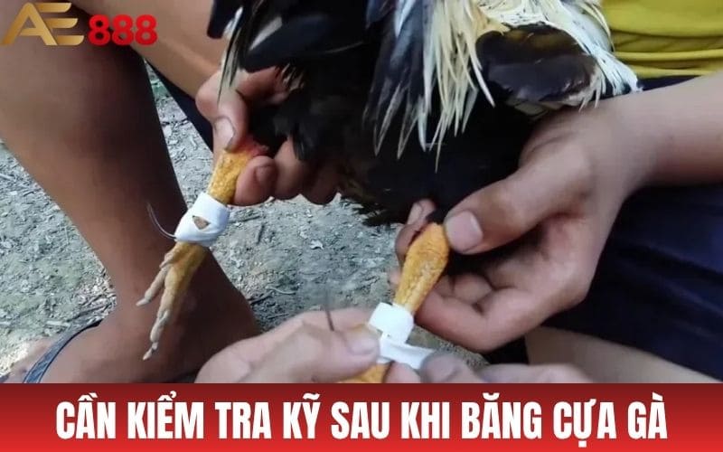 Cách Băng Cựa Gà Cực Chuẩn Dành Cho Sư Kê Cách Băng Cựa Gà Cực Chuẩn Dành Cho Sư Kê