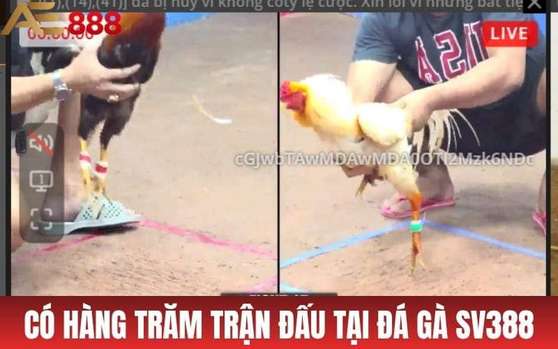 Đá Gà SV388 - Nền Tảng Cung Cấp Đá Gà Trực Tuyến Hàng Đầu Đá Gà SV388 - Nền Tảng Cung Cấp Đá Gà Trực Tuyến Hàng Đầu