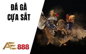 Đá Gà AE888 - Sân Chơi Đá Gà Trực Tuyến Ăn Tiền Thật Uy Tín