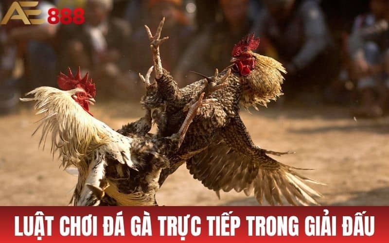 Trực Tiếp Đá Gà AE888 - Xem Đá Gà Cựa Sắt, Cựa Dao, Gà Đòn Trực Tiếp Đá Gà AE888 - Xem Đá Gà Cựa Sắt, Cựa Dao, Gà Đòn