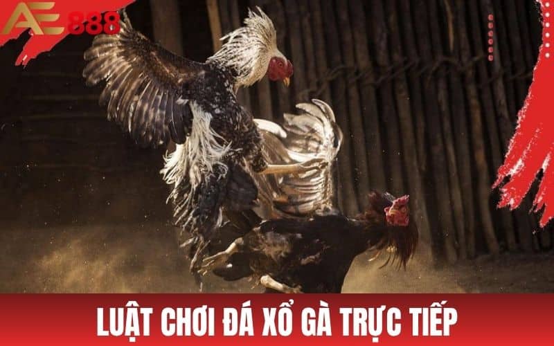 Trực Tiếp Đá Gà AE888 - Xem Đá Gà Cựa Sắt, Cựa Dao, Gà Đòn Trực Tiếp Đá Gà AE888 - Xem Đá Gà Cựa Sắt, Cựa Dao, Gà Đòn