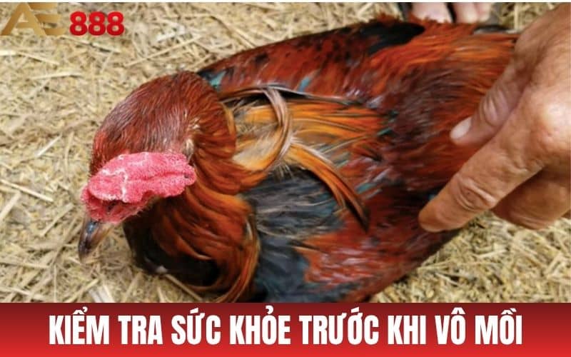 3 Cách Vô Mồi Cho Gà Đá Hiệu Quả Được Sử Dụng Nhiều