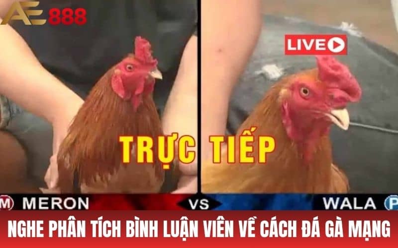 Cách Đá Gà Mạng - Mẹo Chơi Ăn Tiền Cực Dễ Từ AE888 Cách Đá Gà Mạng - Mẹo Chơi Ăn Tiền Cực Dễ Từ AE888