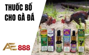 Đá Gà AE888 - Sân Chơi Đá Gà Trực Tuyến Ăn Tiền Thật Uy Tín