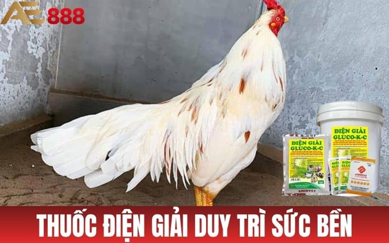 Tổng Hợp Những Loại Thuốc Bổ Cho Gà Đá Tốt Nhất Tổng Hợp Những Loại Thuốc Bổ Cho Gà Đá Tốt Nhất