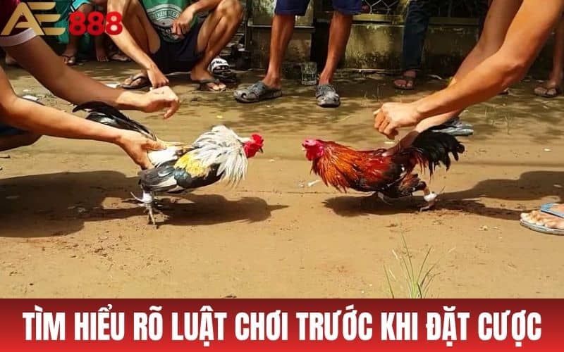 Cách Đá Gà Mạng - Mẹo Chơi Ăn Tiền Cực Dễ Từ AE888 Cách Đá Gà Mạng - Mẹo Chơi Ăn Tiền Cực Dễ Từ AE888