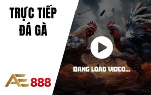 Đá Gà AE888 - Sân Chơi Đá Gà Trực Tuyến Ăn Tiền Thật Uy Tín