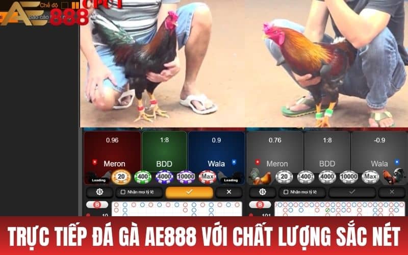 Trực Tiếp Đá Gà AE888 - Xem Đá Gà Cựa Sắt, Cựa Dao, Gà Đòn Trực Tiếp Đá Gà AE888 - Xem Đá Gà Cựa Sắt, Cựa Dao, Gà Đòn