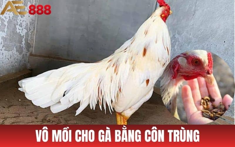 3 Cách Vô Mồi Cho Gà Đá Hiệu Quả Được Sử Dụng Nhiều