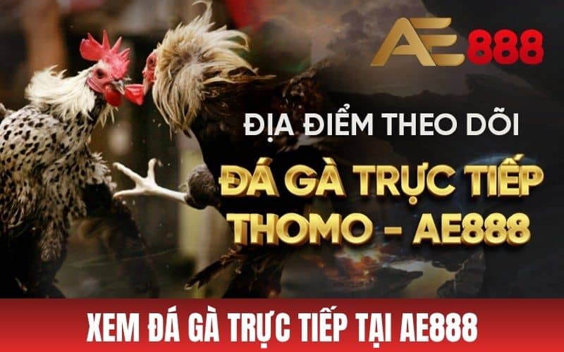 Trực Tiếp Đá Gà AE888 - Xem Đá Gà Cựa Sắt, Cựa Dao, Gà Đòn Trực Tiếp Đá Gà AE888 - Xem Đá Gà Cựa Sắt, Cựa Dao, Gà Đòn